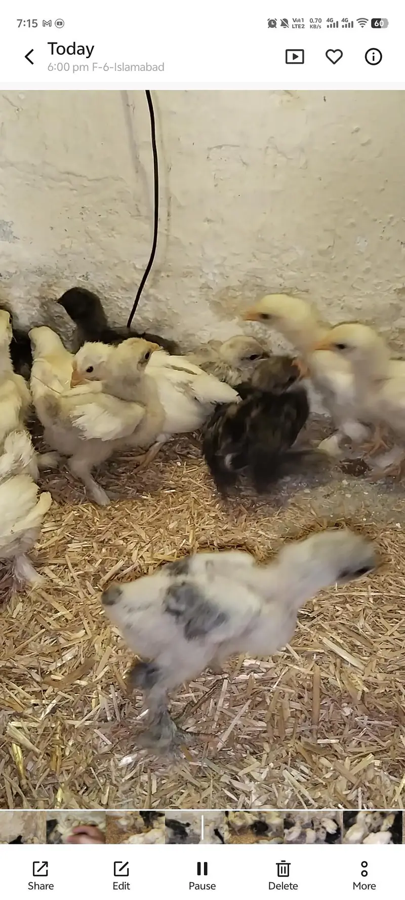 Bantam Chicks For Sale — photo 5