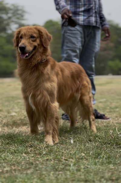 Golden retriever