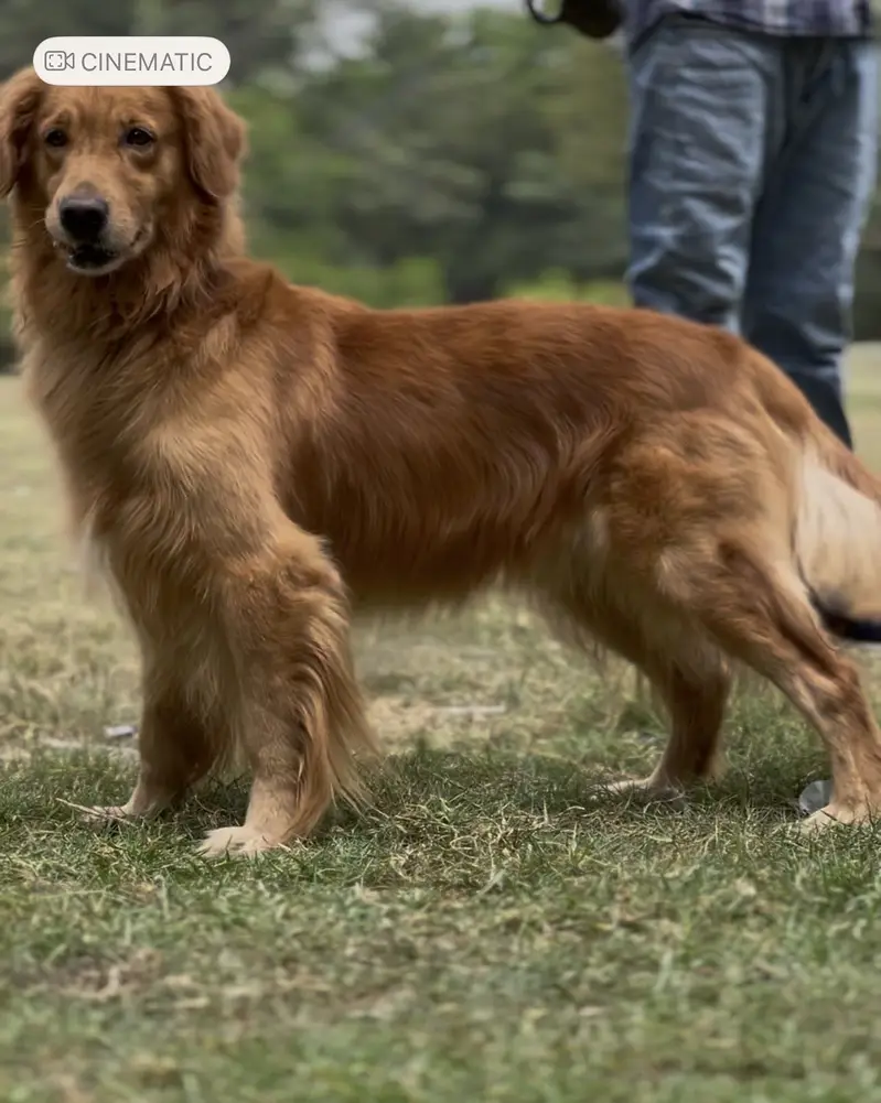 Golden retriever — photo 2