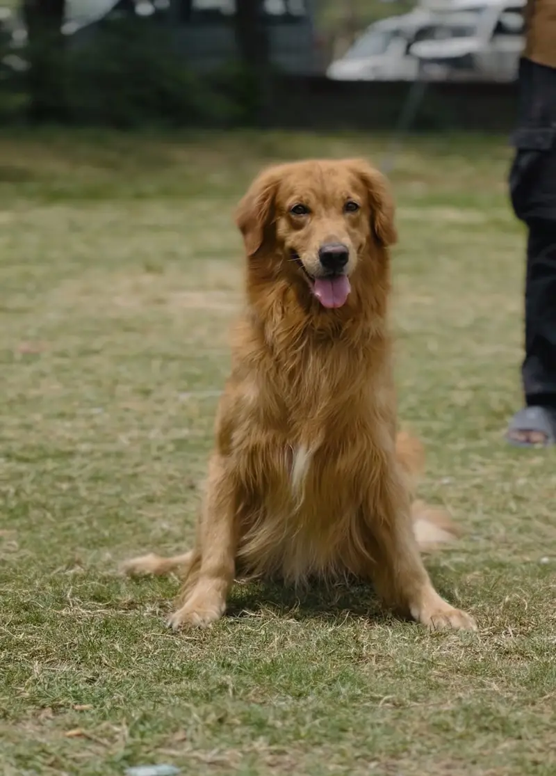 Golden retriever — photo 3