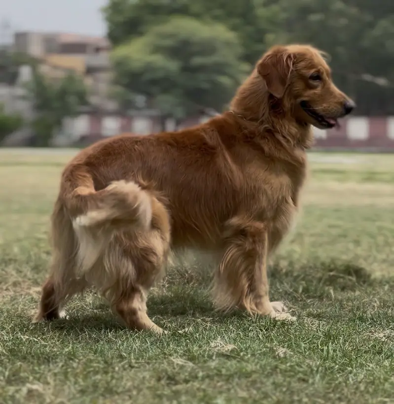 Golden retriever — photo 4