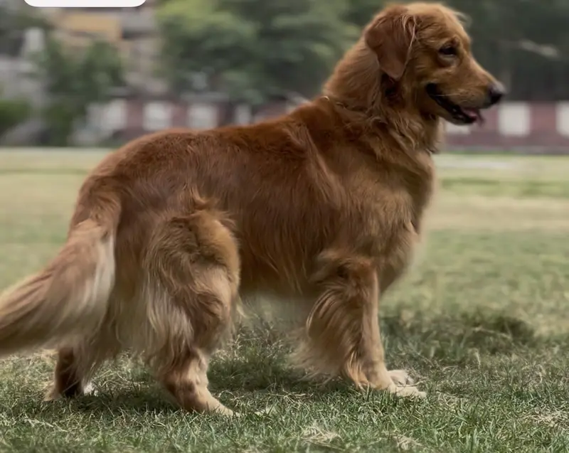 Golden retriever — photo 5