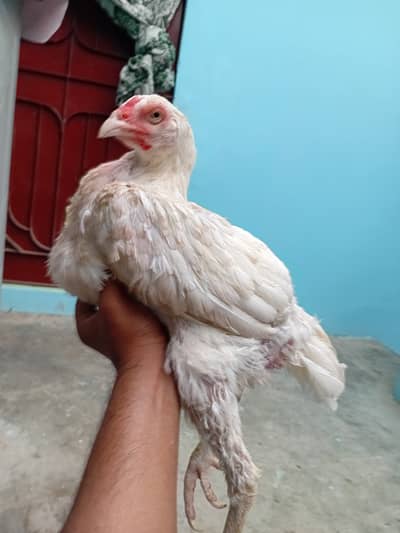 Heera madi