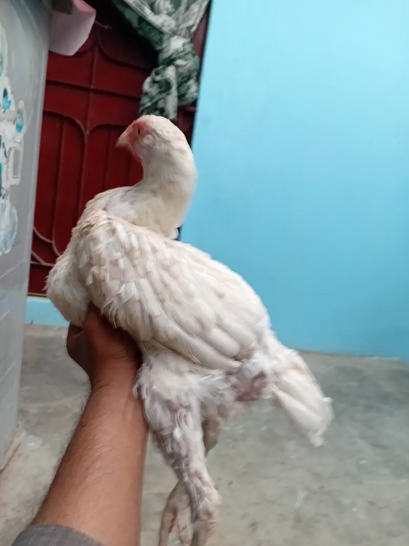 Heera madi — photo 2