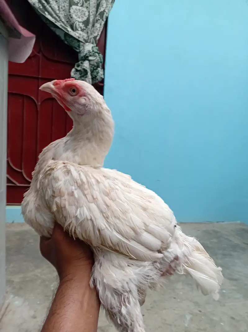 Heera madi — photo 3