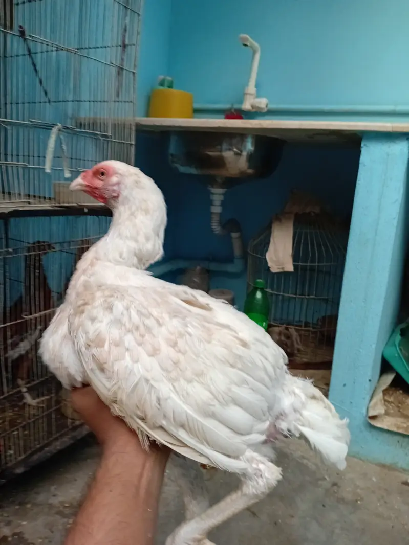 Heera madi — photo 4