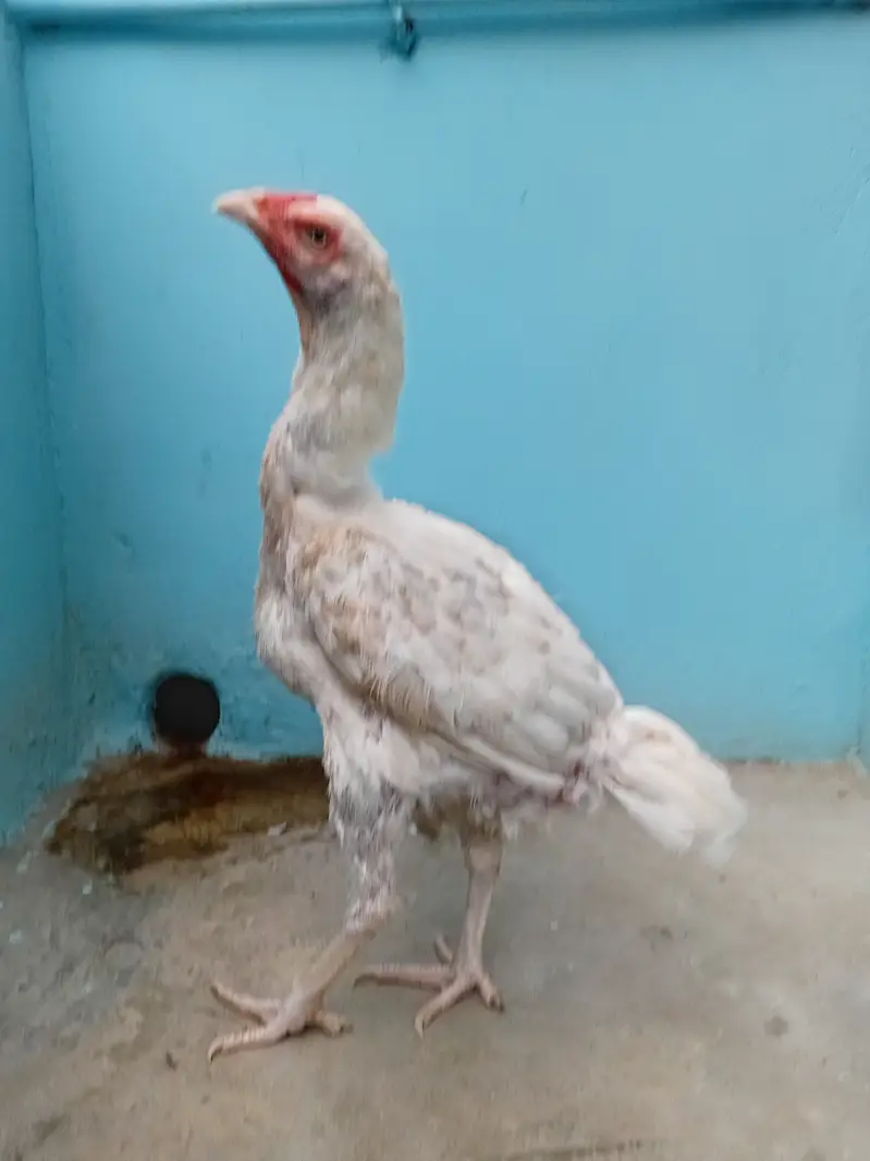Heera madi — photo 5