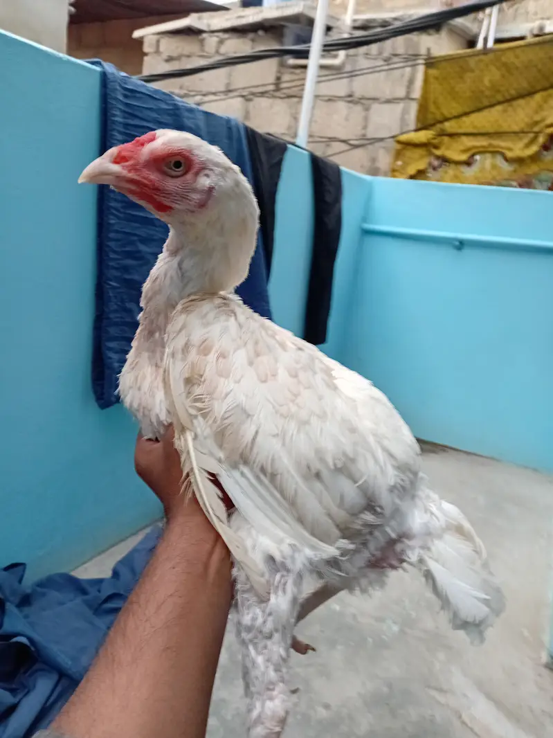 Heera madi — photo 6