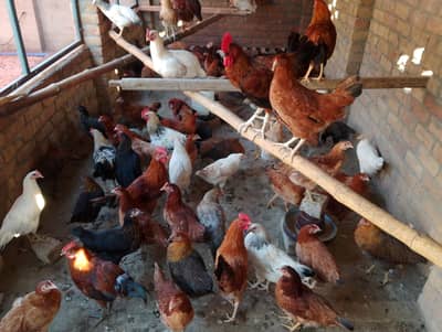 golden misri hens