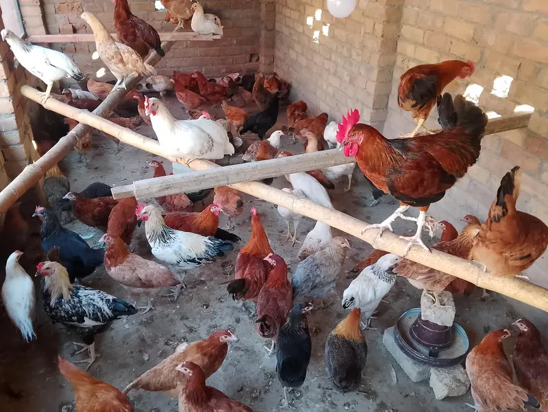 golden misri hens — photo 2