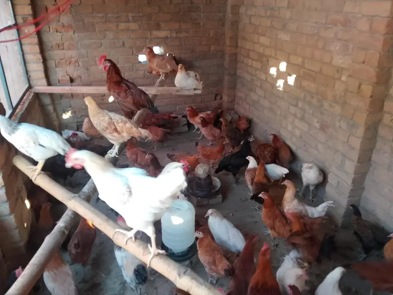 golden misri hens — photo 3