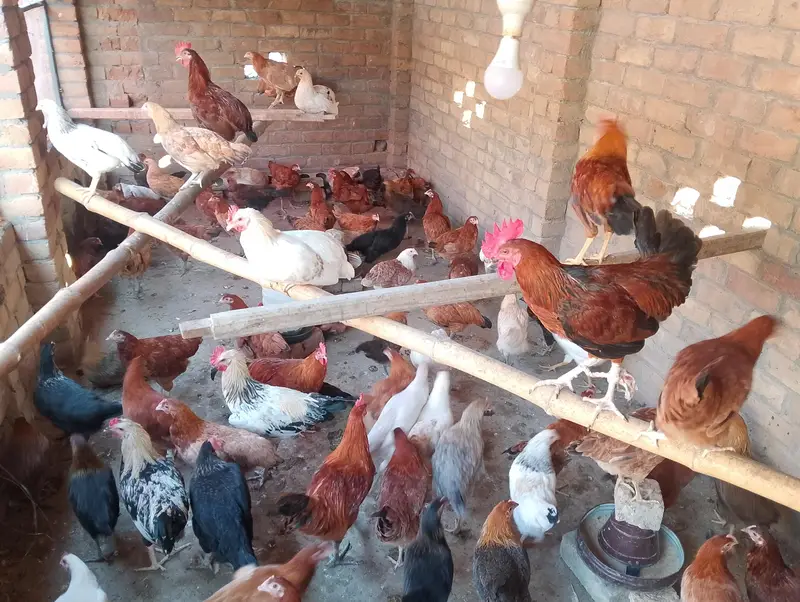 golden misri hens — photo 4