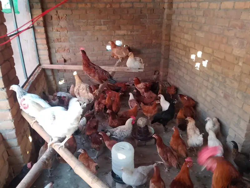 golden misri hens — photo 5