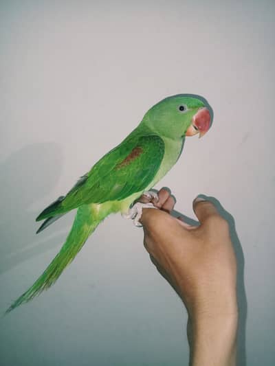 raw parrot