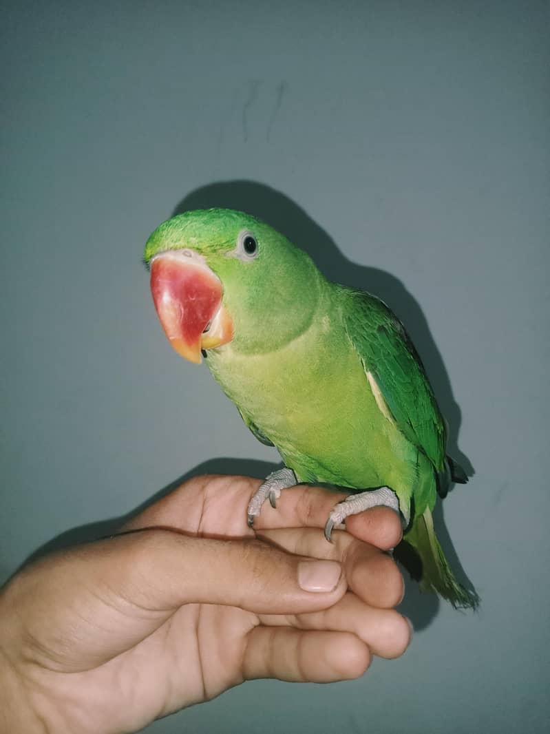 raw parrot 1