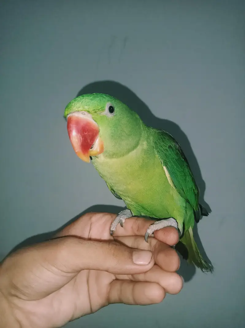 raw parrot — photo 2