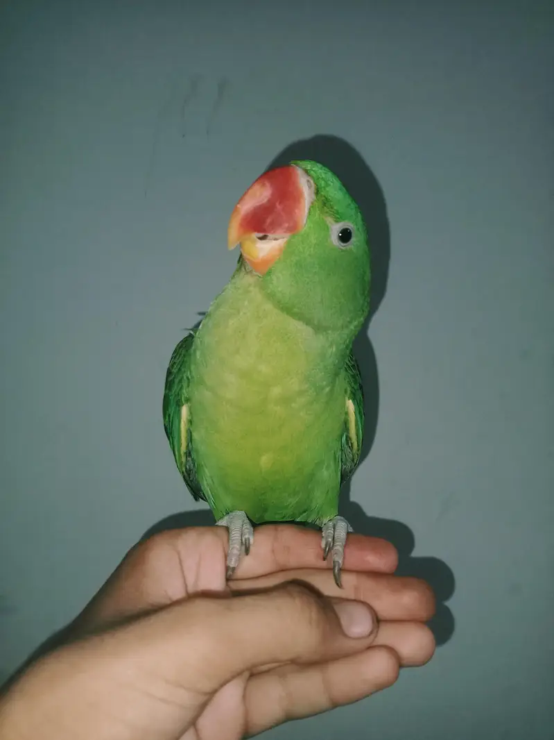 raw parrot — photo 3