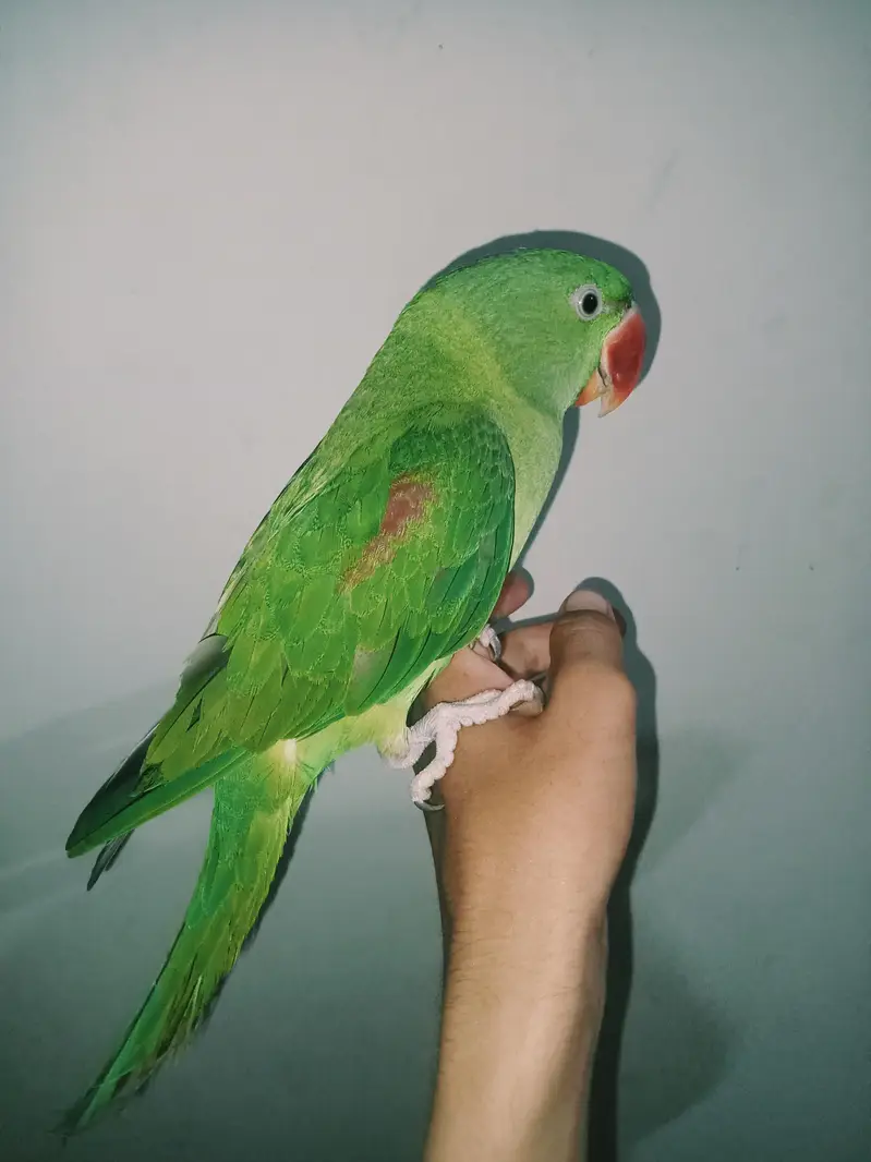 raw parrot — photo 4