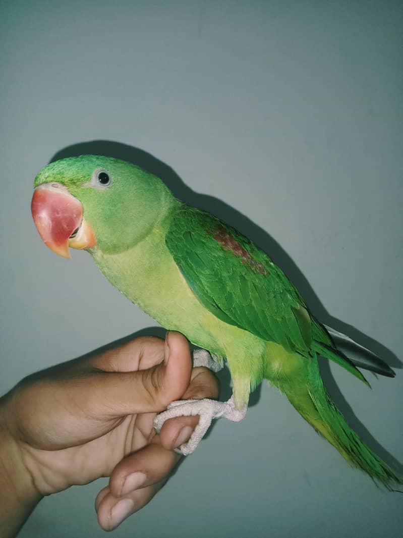 raw parrot 4