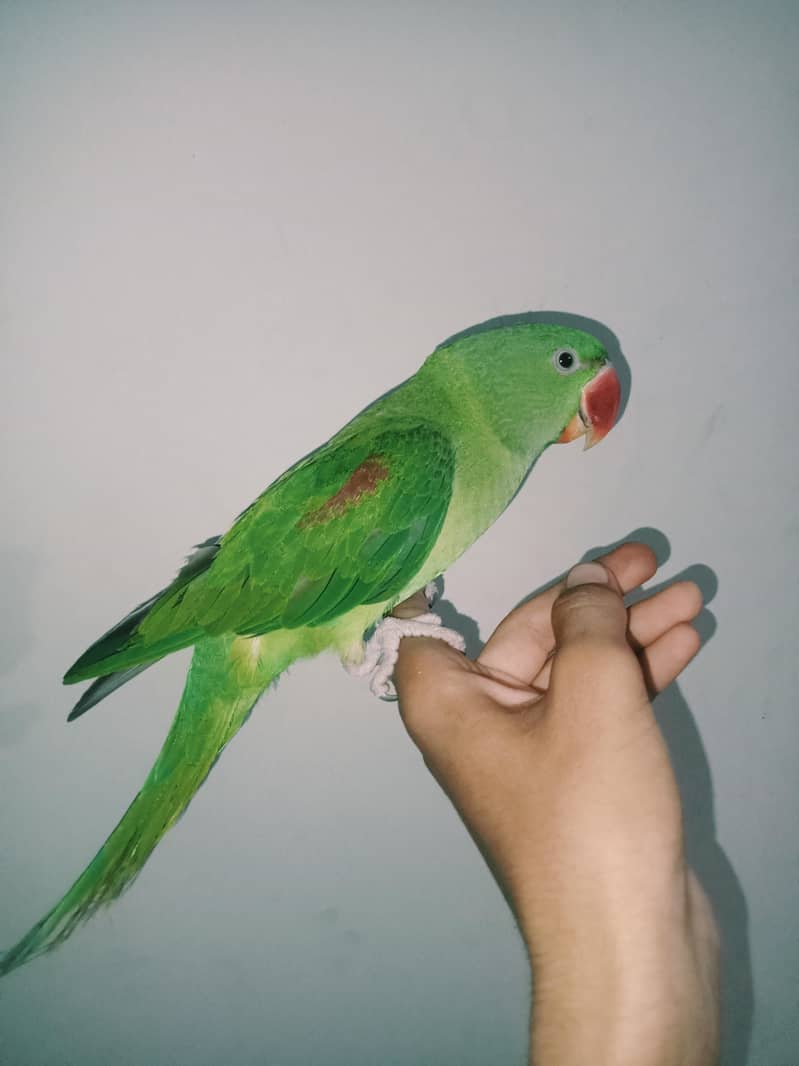 raw parrot 5