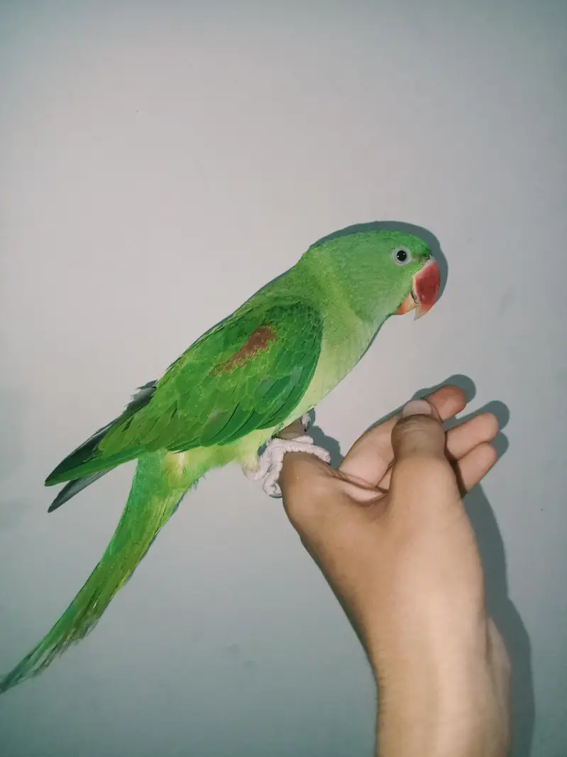 raw parrot — photo 6