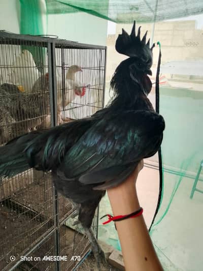 Ayam cemani pair