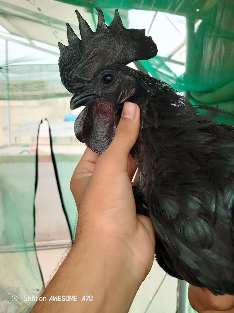 Ayam cemani pair — photo 2