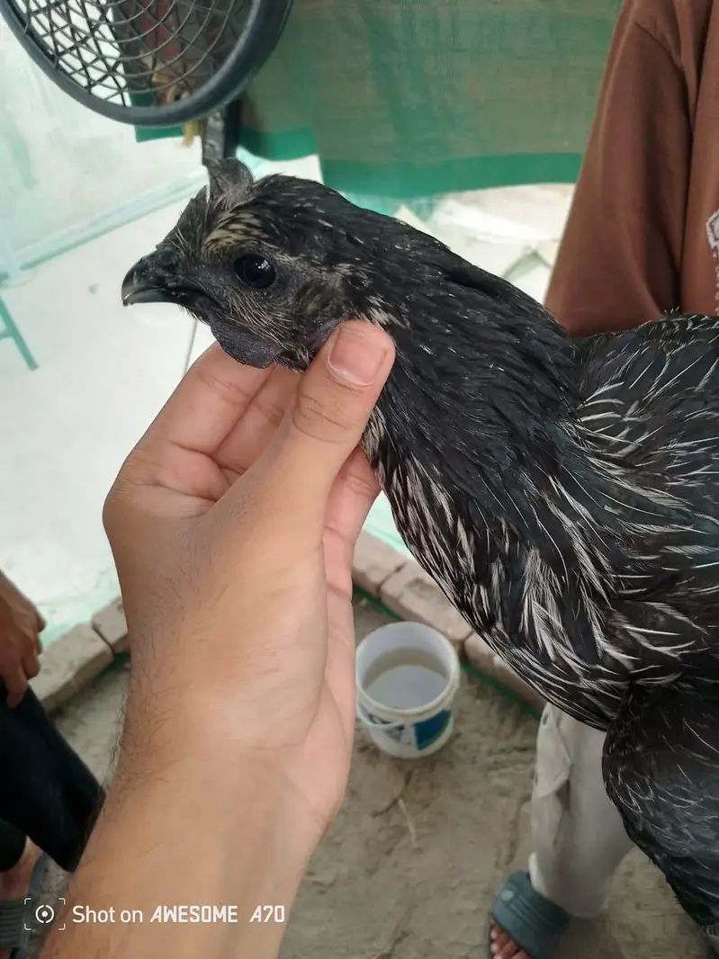 Ayam cemani pair — photo 3