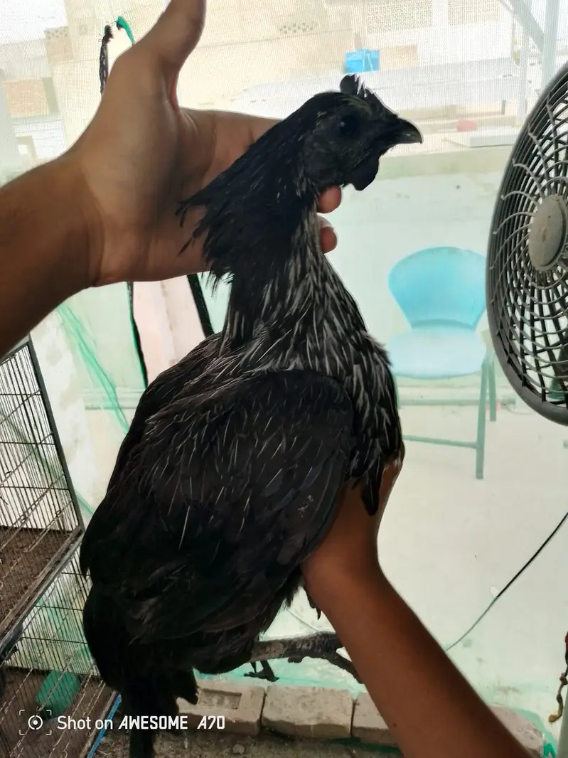 Ayam cemani pair — photo 4