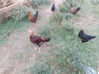 Desi hen AvailableActive and vaccinated