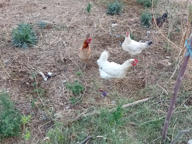 Desi hen AvailableActive and vaccinated — photo 2