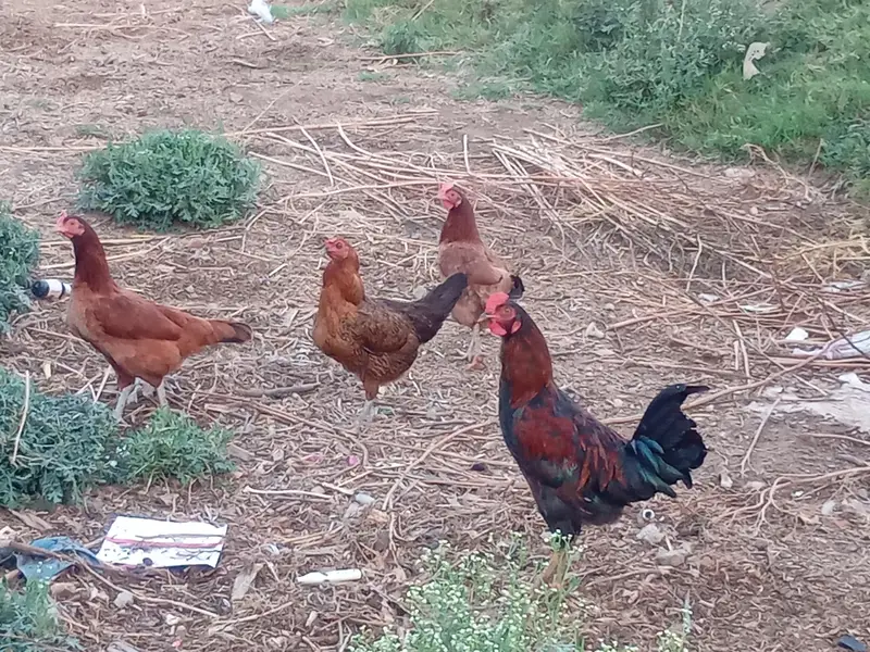 Desi hen AvailableActive and vaccinated — photo 3