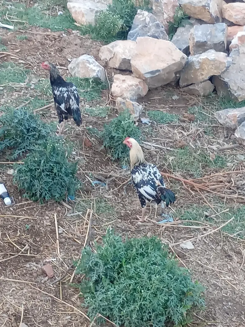 Desi hen AvailableActive and vaccinated — photo 4