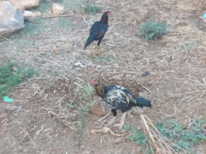 Desi hen AvailableActive and vaccinated — photo 5