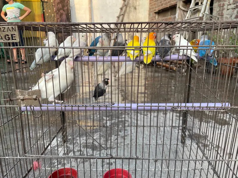 love Birds — photo 4