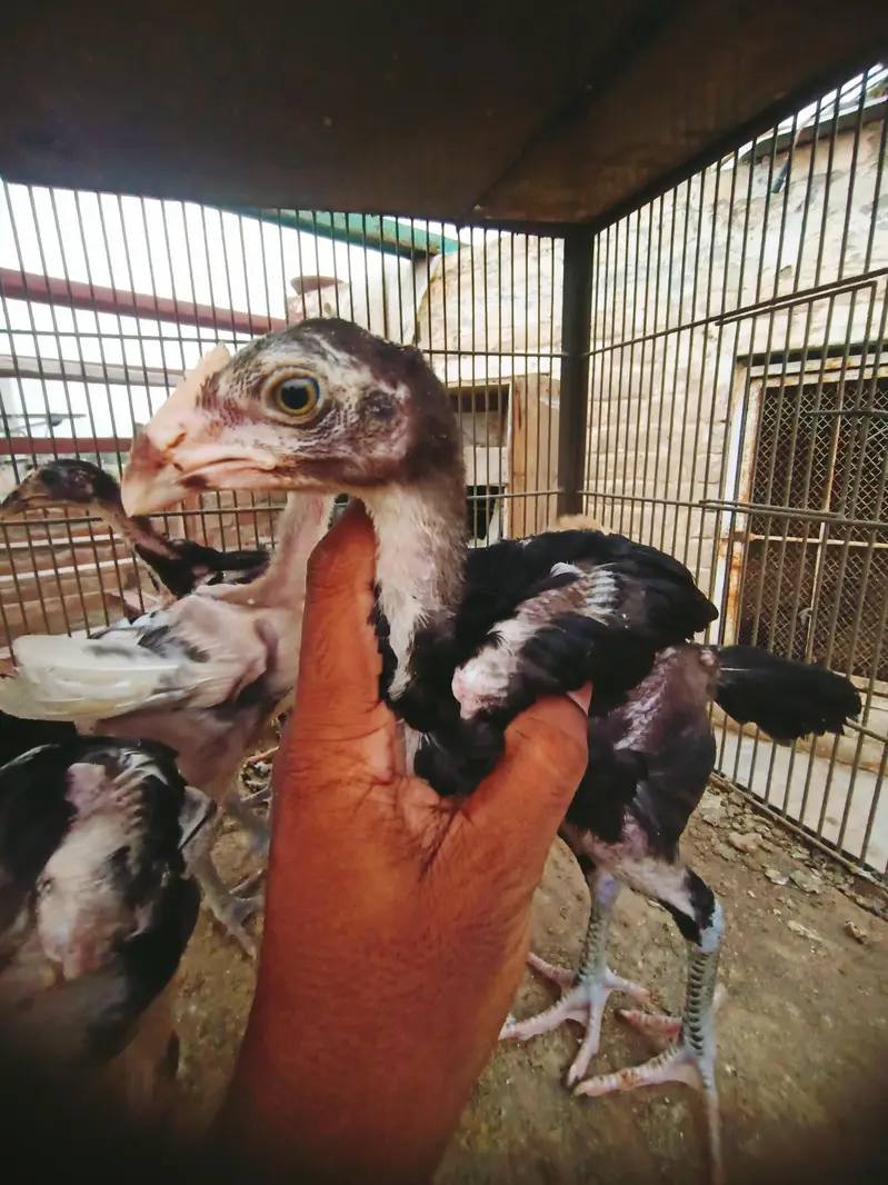 Aseel chicks — photo 2