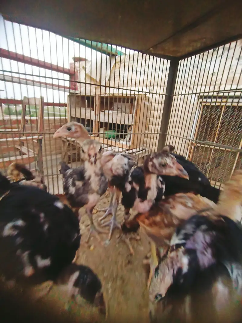 Aseel chicks — photo 3