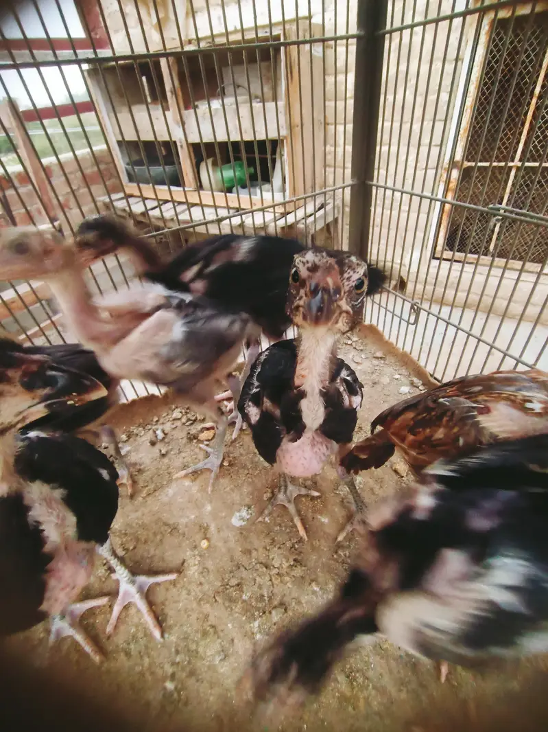Aseel chicks — photo 4