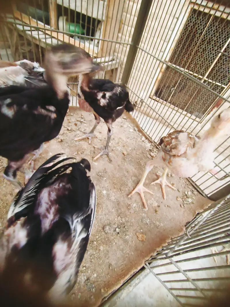 Aseel chicks — photo 5