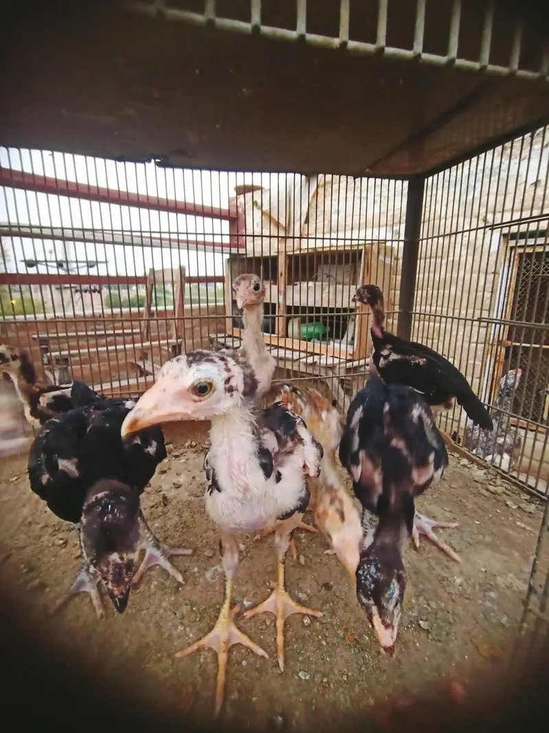Aseel chicks — photo 6