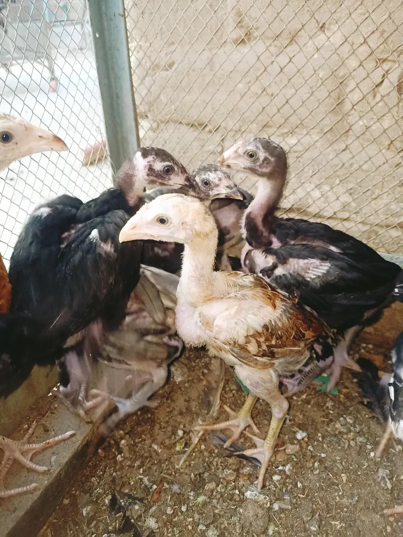 Aseel chicks — photo 7