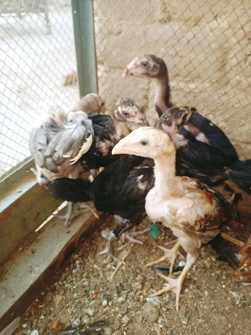 Aseel chicks — photo 8