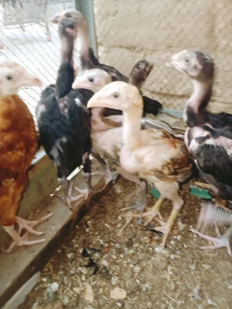 Aseel chicks — photo 9