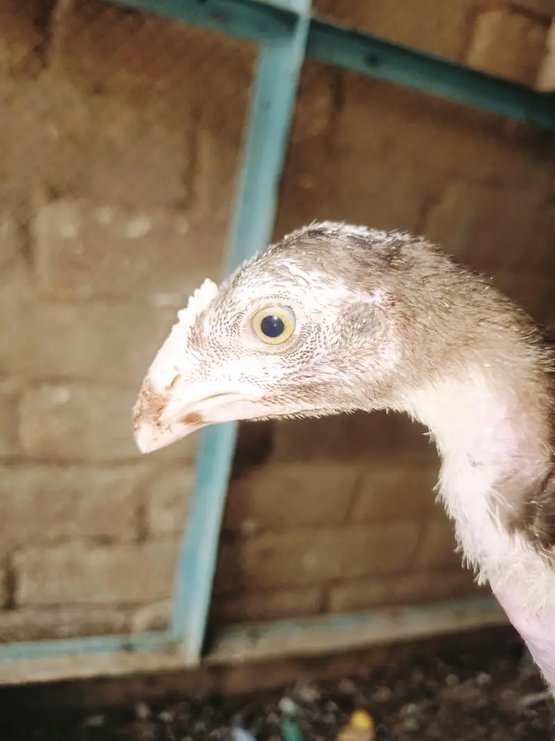Aseel chicks — photo 10