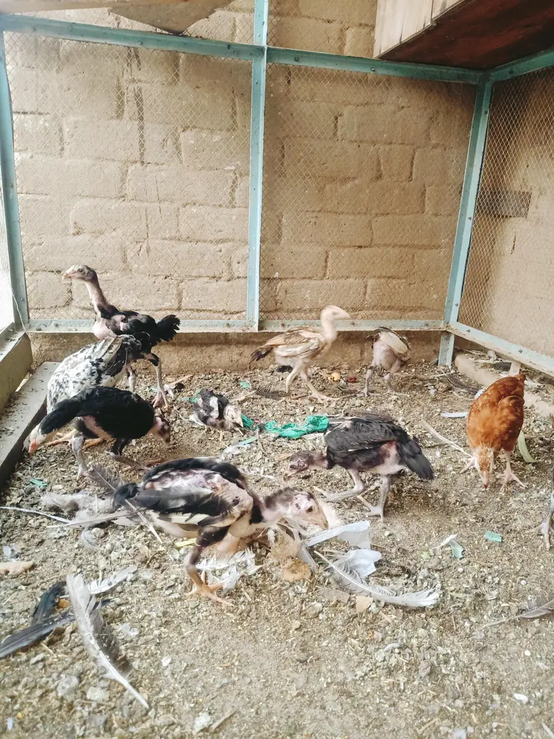 Aseel chicks — photo 11