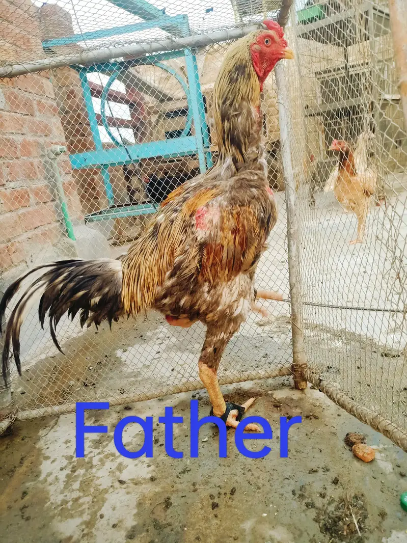 Aseel chicks — photo 12