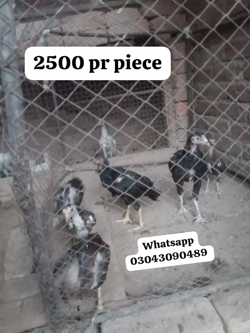Aseel Heera — photo 5
