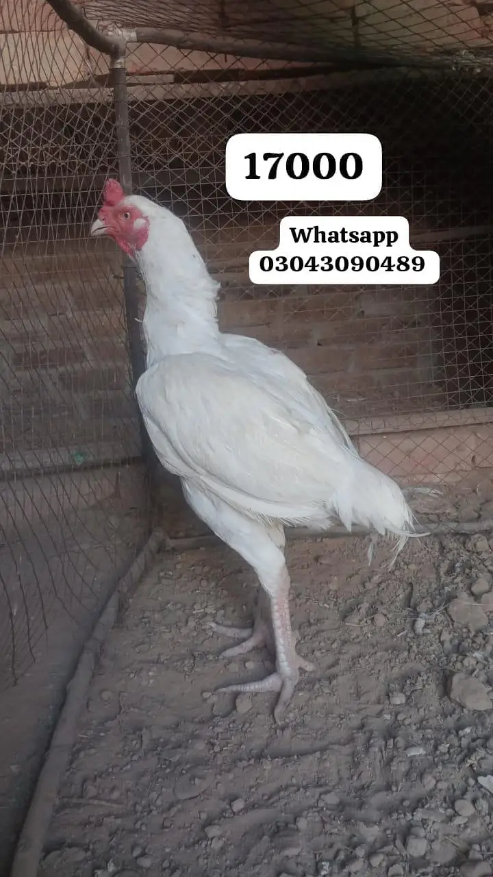 Aseel Heera — photo 6