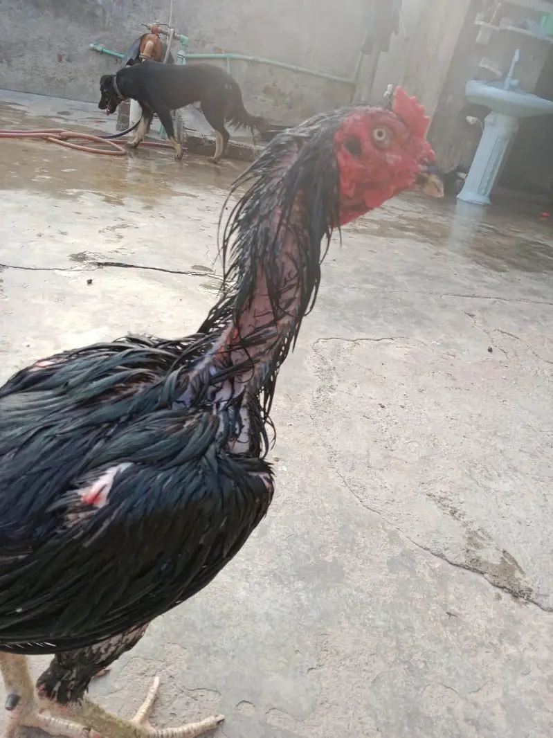 Thai cross murga mushka colour 03704830355 WhatsApp call — photo 3