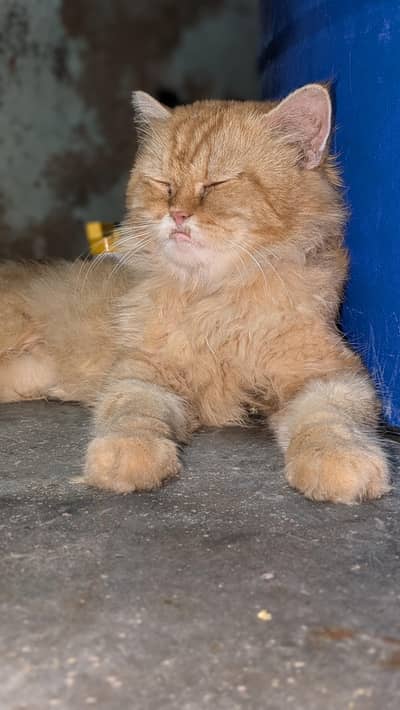 cat male urgent sale